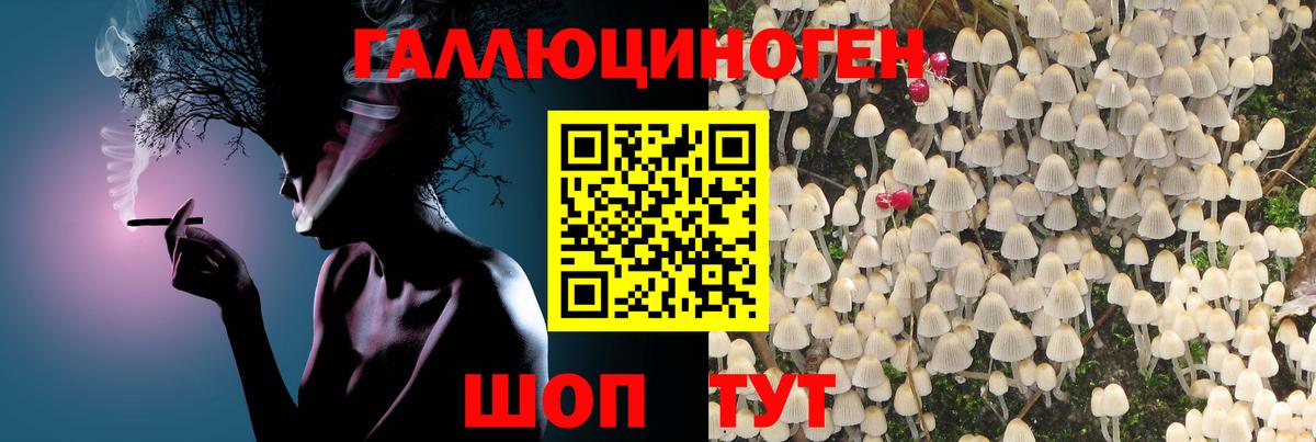 Галлюциногенные грибы Psilocybine cubensis Пушкино